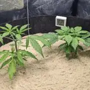 VARIGATED Mimosa Cake Auto | Living Soil