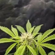 UNSTABLE Mimosa Cake Auto | Living Soil
