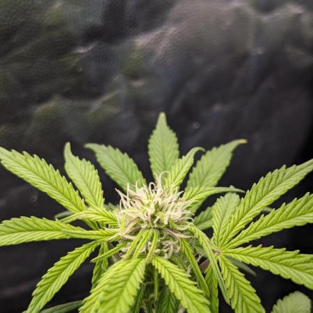 UNSTABLE Mimosa Cake Auto | Living Soil