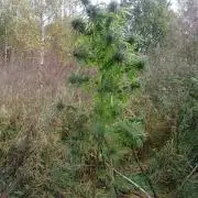 GUERILLA | Purple Haze