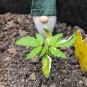 VARIGATED Mimosa Cake Auto | Living Soil