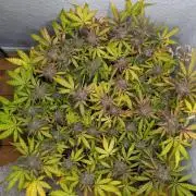 Living Soil | Windowsil | BLUE MONSTER