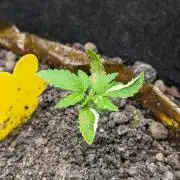 VARIGATED Mimosa Cake Auto | Living Soil