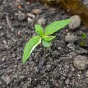 Varigated Mimosa on Living Soil