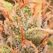 LIVING SOIL | Mimosa Cake + Gorilla Z