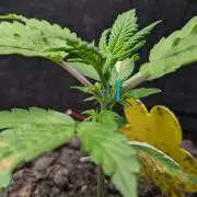 VARIGATED Mimosa Cake Auto | Living Soil