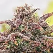 Living Soil | Windowsil | BLUE MONSTER