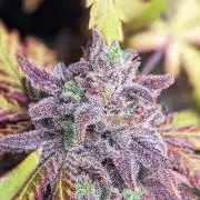 Living Soil | Windowsil | BLUE MONSTER