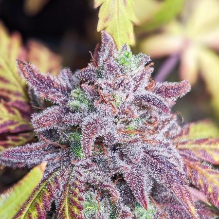 Living Soil | Windowsil | BLUE MONSTER