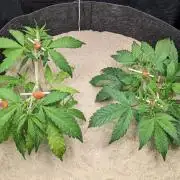 VARIGATED Mimosa Cake Auto | Living Soil