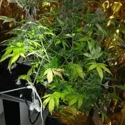 My 2nd diary about 1 free seed