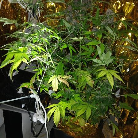 My 2nd diary about 1 free seed