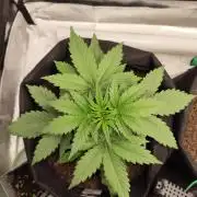 First indoor grow