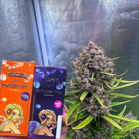 Sour Jealousy Auto