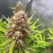 Wedding Cheesecake Auto
