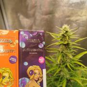 Guava Sunday Auto - Bloombastic contest