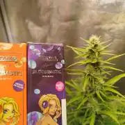 Guava Sunday Auto - Bloombastic contest
