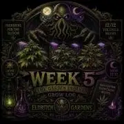 Gassy Trio | SSSC Contest 26 | F027