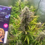 Guava Sunday Auto - Bloombastic contest