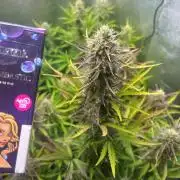 Guava Sunday Auto - Bloombastic contest