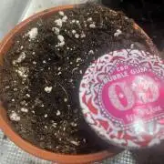 Bubblegum CBD