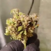Royal Critical Auto DWC My fav
