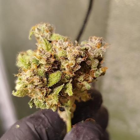 Royal Critical Auto DWC My fav