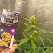 Guava Sunday Auto - Bloombastic contest