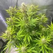 Wedding Cheesecake Auto