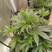 Wedding Cheesecake Auto