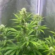 Wedding Cheesecake Auto