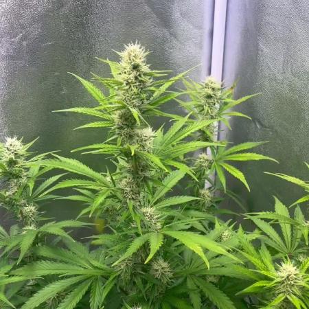 Wedding Cheesecake Auto