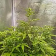 Z-Up Auto -  Ex-Bloombastic Contest 26