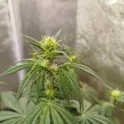 Wedding Cheesecake Auto