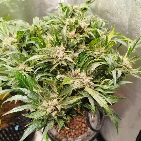Royal Critical Auto DWC My fav