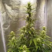 Sour Jealousy Auto