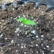 GMO Fast
