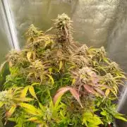 Sweet Skunk Auto