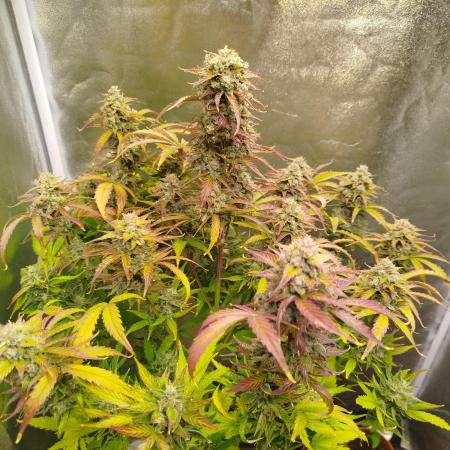 Sweet Skunk Auto