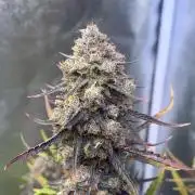 Guava Sunday Auto - Bloombastic contest