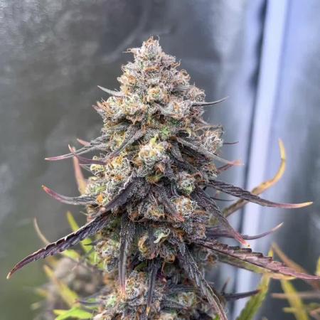 Guava Sunday Auto - Bloombastic contest