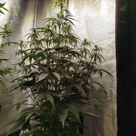 Sour Jealousy Auto