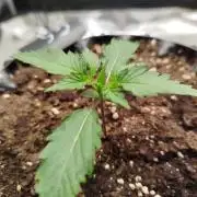 Guava Sunday Auto - Bloombastic contest