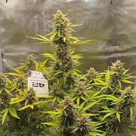 Z-Up Auto 12/12 -  Ex-Bloombastic 26