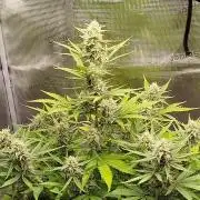Z-Up Auto 12/12 -  Ex-Bloombastic 26