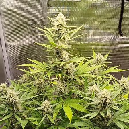 Z-Up Auto 12/12 -  Ex-Bloombastic 26