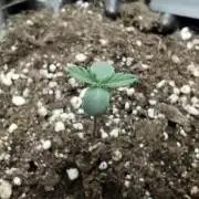 Guava Sunday Auto - Bloombastic contest