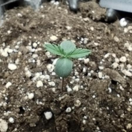 Guava Sunday Auto - Bloombastic contest