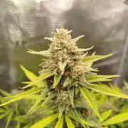 Z-Up Auto 12/12 -  Ex-Bloombastic 26