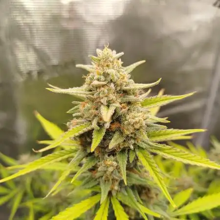 Z-Up Auto 12/12 -  Ex-Bloombastic 26